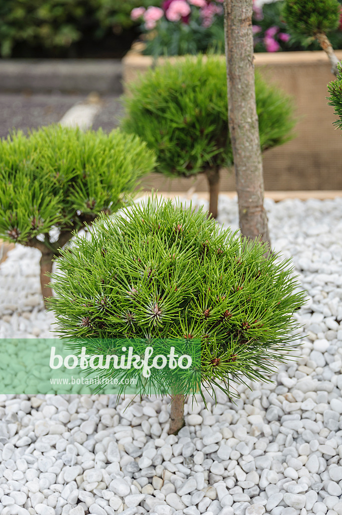 535419 - Pin noir (Pinus nigra 'Marie Brégeon')
