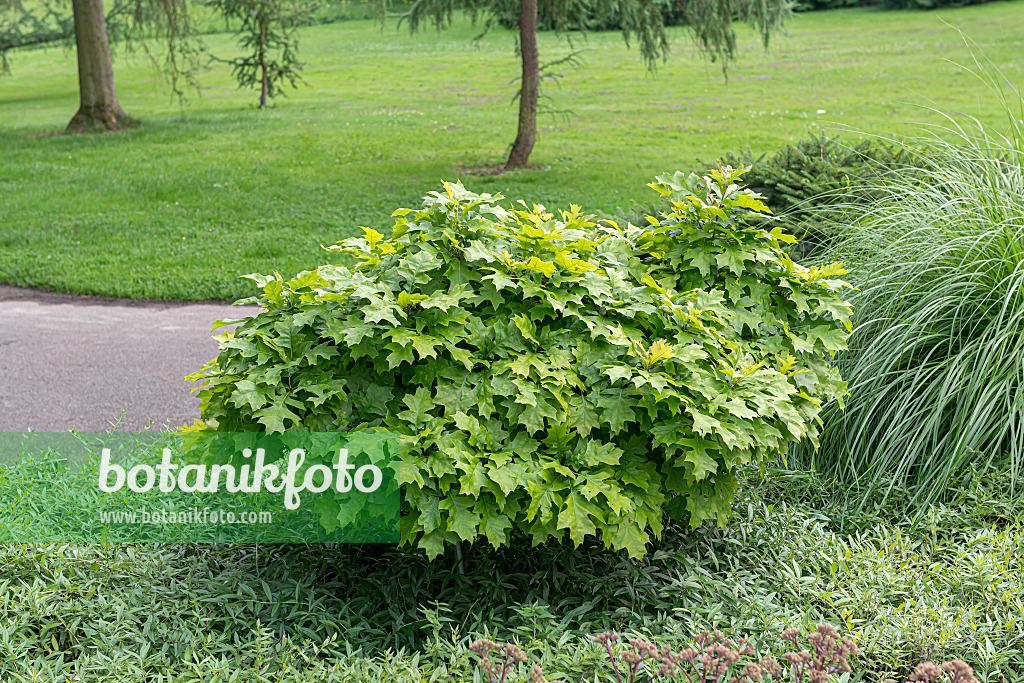 651460 - Pin oak (Quercus palustris 'Green Dwarf')