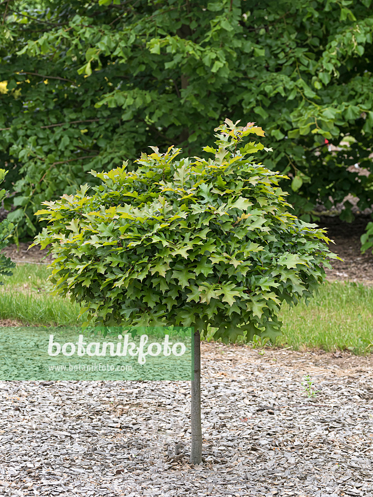 651461 - Pin oak (Quercus palustris 'Green Dwarf')