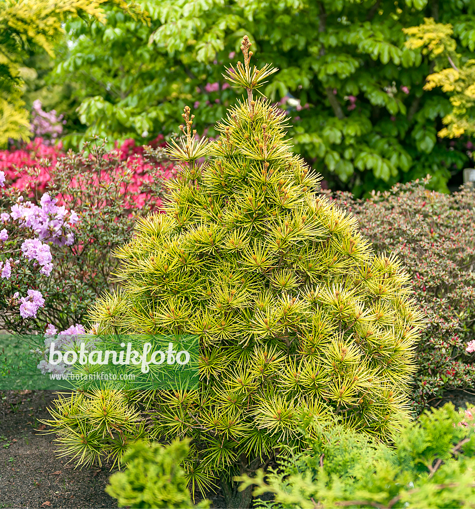 664429 - Pin parasol du Japon (Sciadopitys verticillata 'Golden Rush')