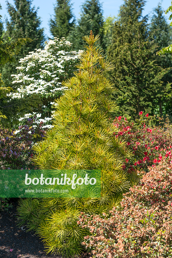 664430 - Pin parasol du Japon (Sciadopitys verticillata 'Golden Rush')