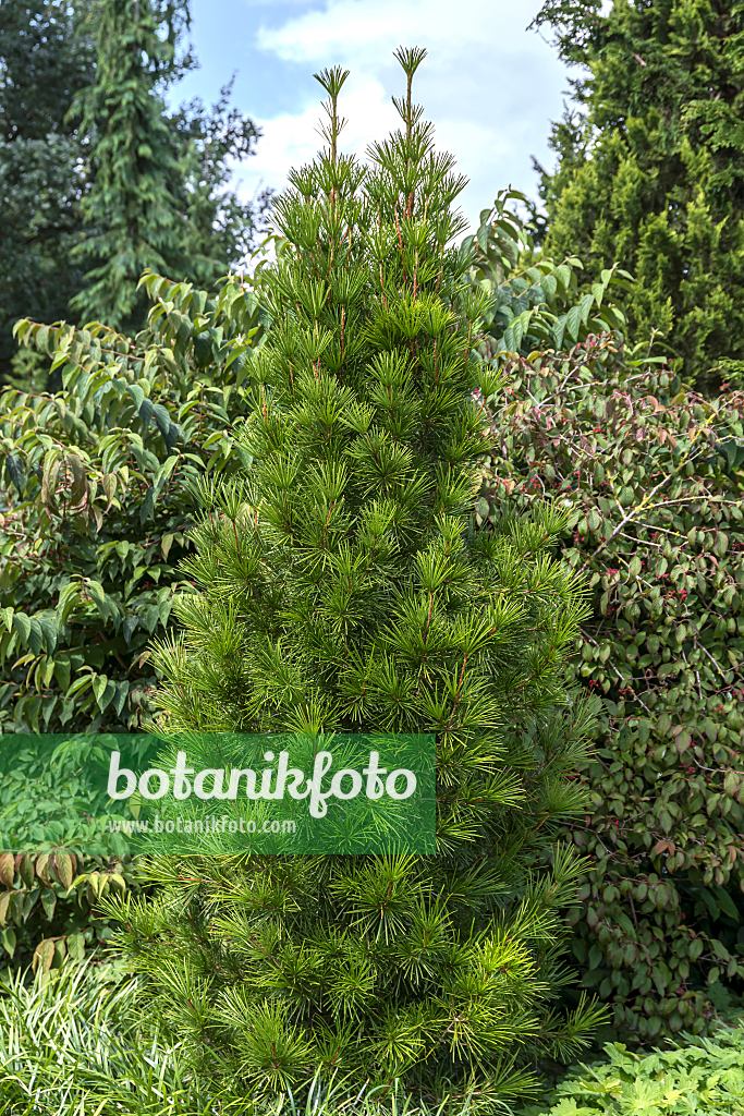 664431 - Pin parasol du Japon (Sciadopitys verticillata 'Mecki')
