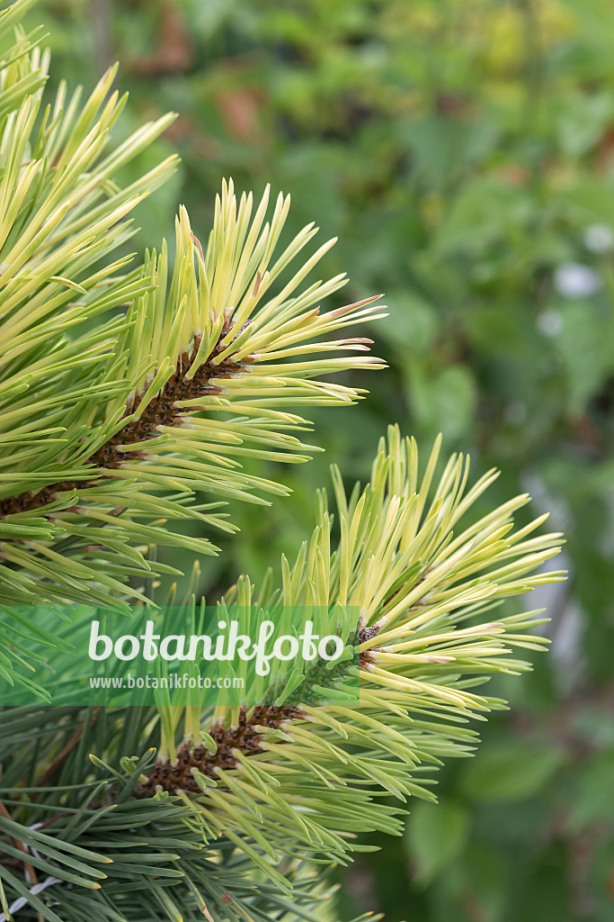 664320 - Pin tordu (Pinus contorta 'Taylor's Sunburst')