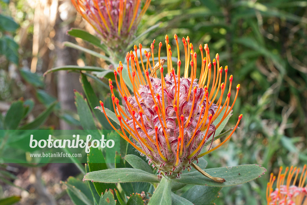 609066 - Pincushion (Leucospermum glabrum)