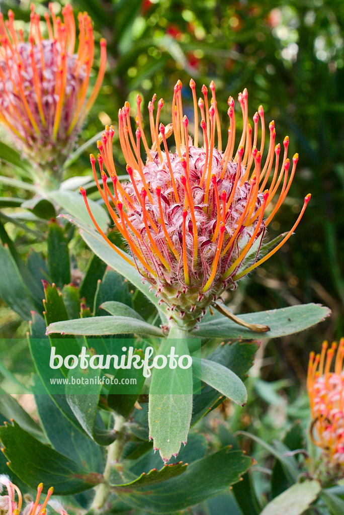 672049 - Pincushion (Leucospermum glabrum)