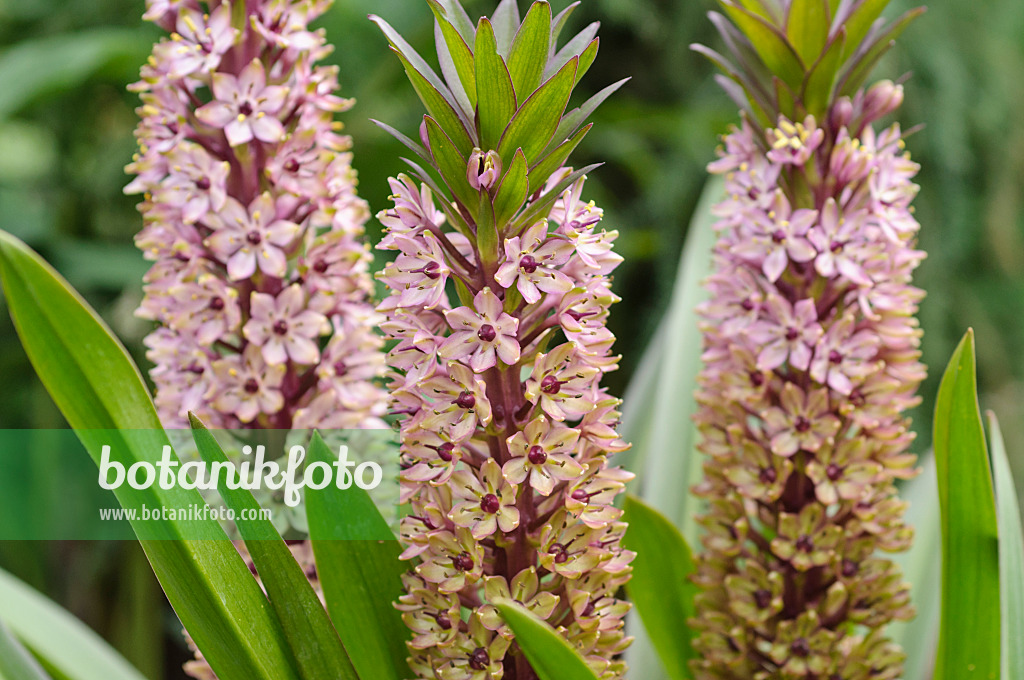487085 - Pineapple flower (Eucomis comosa)
