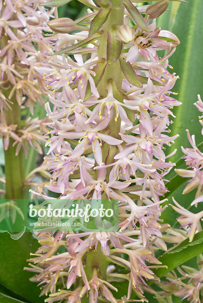 559018 - Pineapple flower (Eucomis pole-evansii)