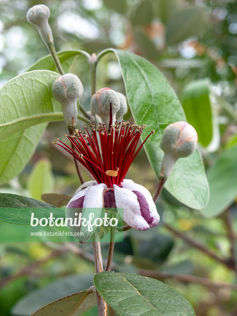 437345 - Pineapple guava (Acca sellowiana)