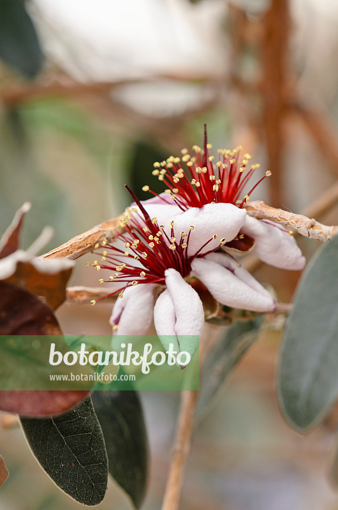533509 - Pineapple guava (Acca sellowiana 'Mammoth')