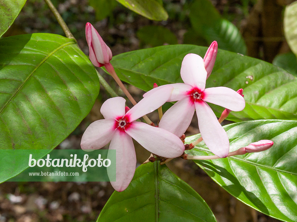 411231 - Pink kopsia (Kopsia fruticosa)