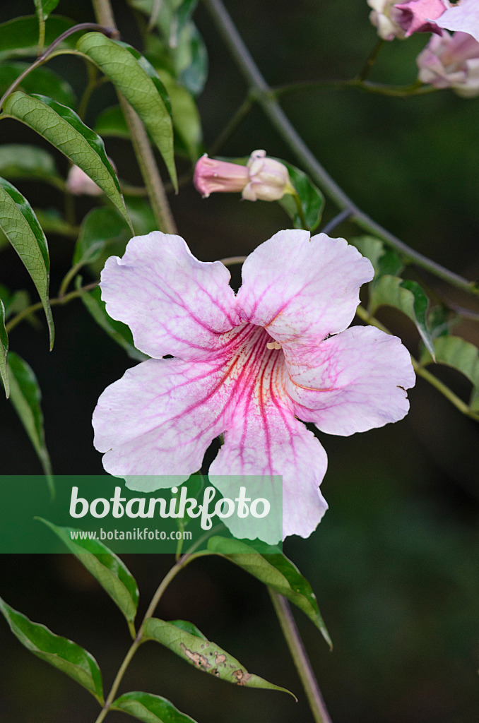 564174 - Pink trumpet vine (Podranea ricasoliana)