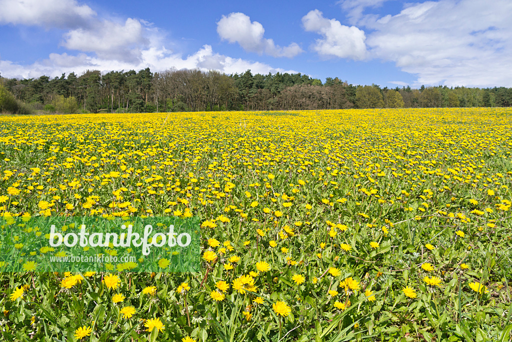 531226 - Pissenlit (Taraxacum), Brandebourg, Allemagne