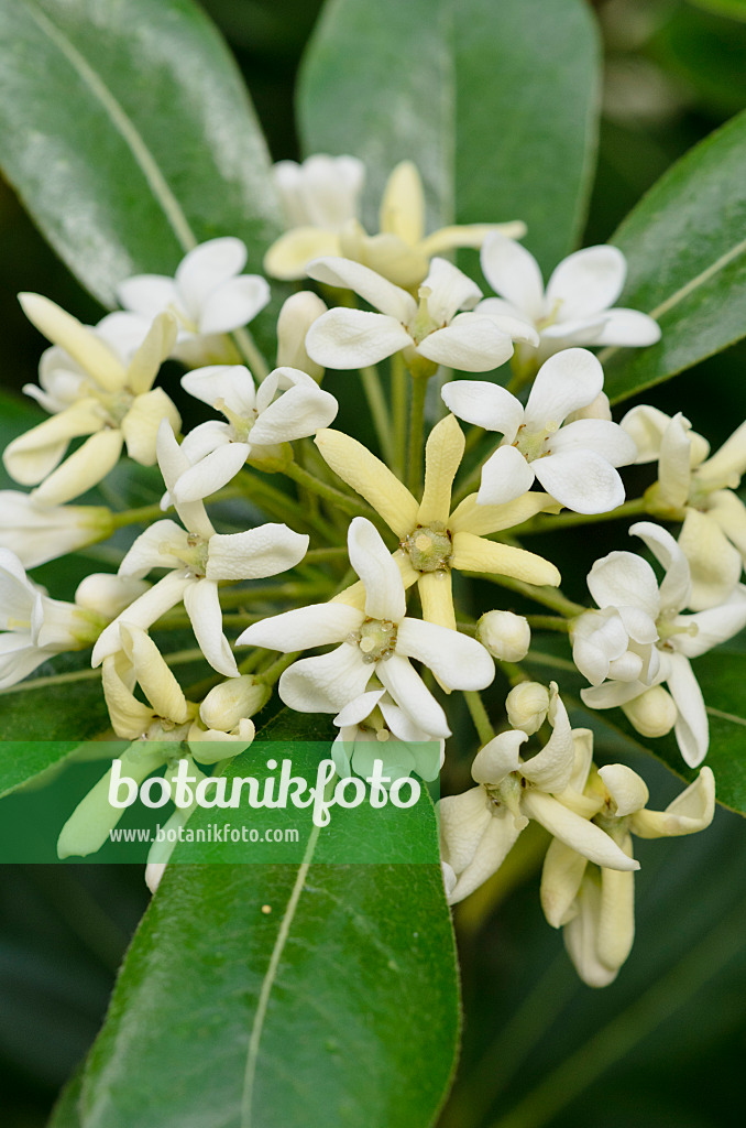 531103 - Pittospore de Chine (Pittosporum tobira)