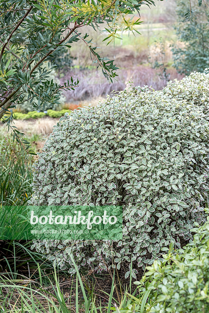638195 - Pittospore de Nouvelle-Zélande (Pittosporum tenuifolium 'Garnettii')