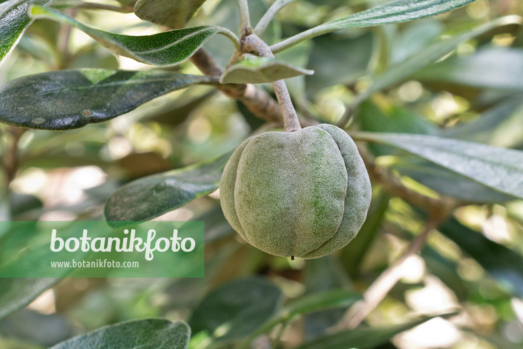 573065 - Pittospore (Pittosporum buchananii)