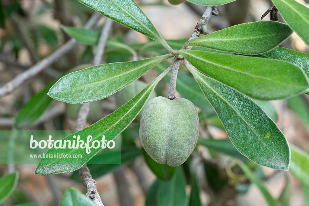 561066 - Pittospore (Pittosporum tomentosum)