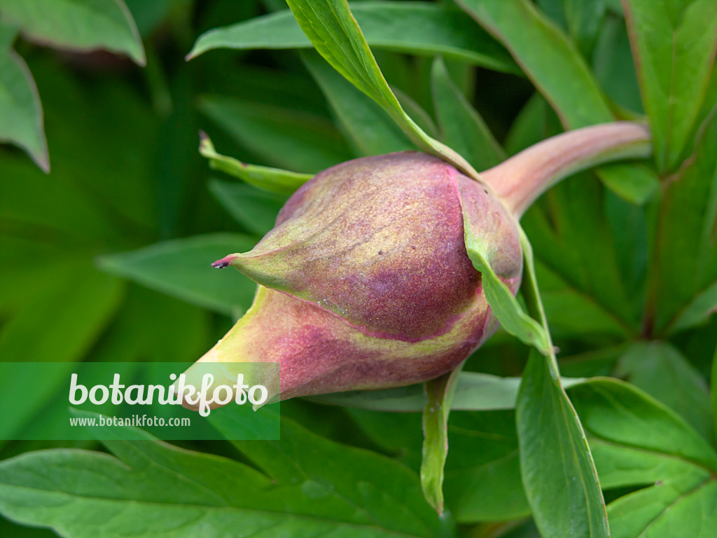 437400 - Pivoine jaune (Paeonia lutea 'Marchioness')