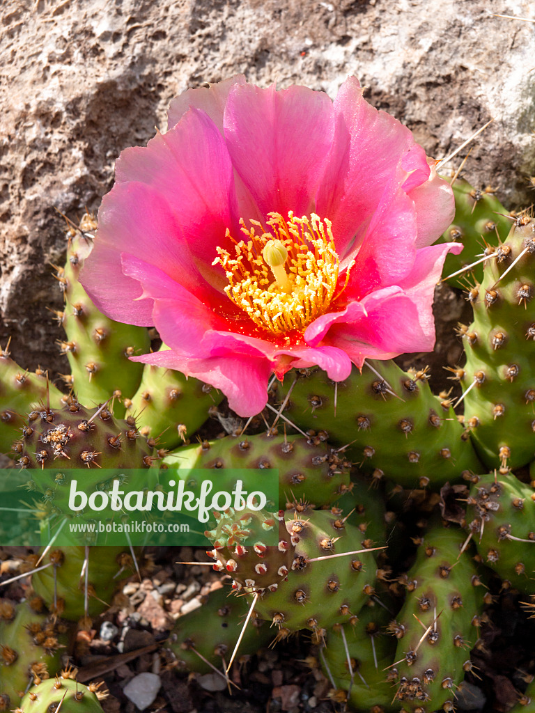 426193 - Plains prickly pear (Opuntia polyacantha)