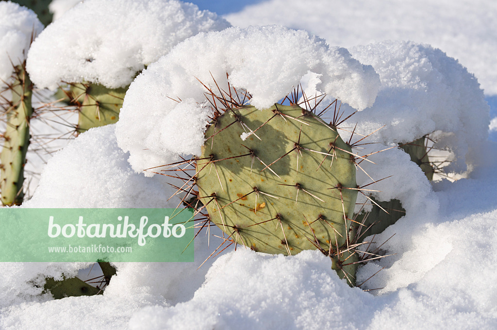 468011 - Plains prickly pear (Opuntia polyacantha)