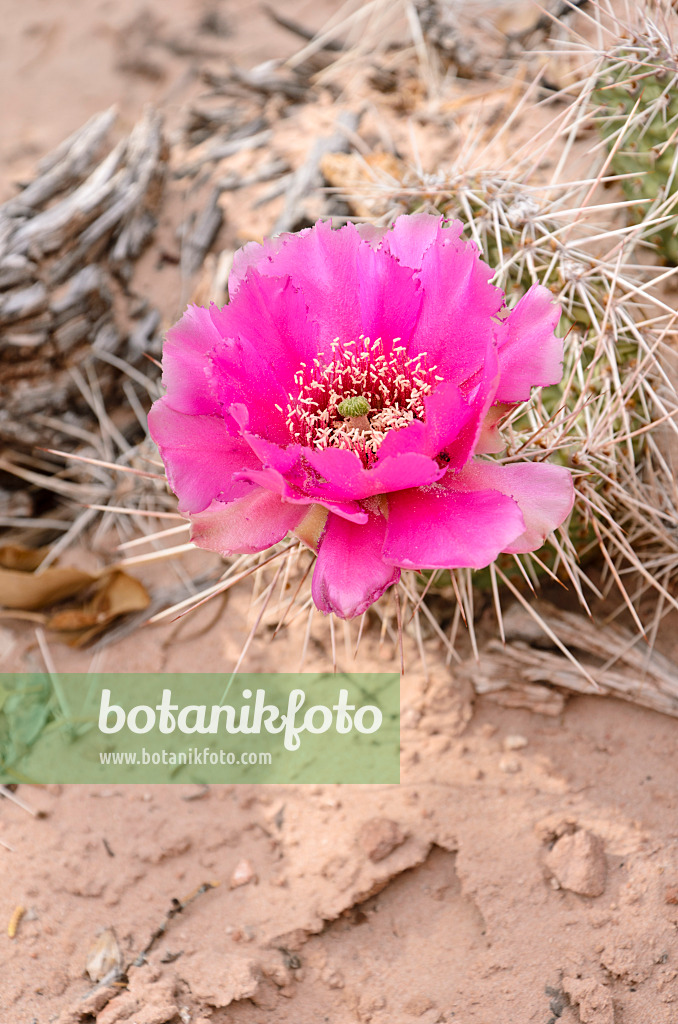 508302 - Plains prickly pear (Opuntia polyacantha)