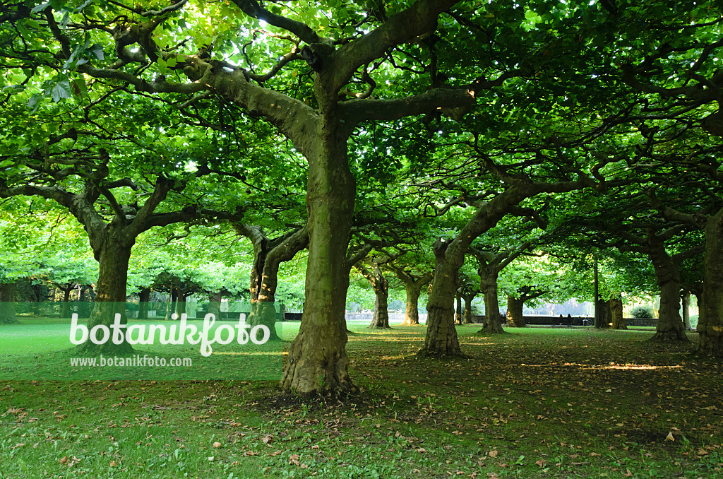 534451 - Planes (Platanus)