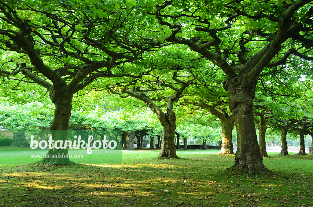 534452 - Planes (Platanus)
