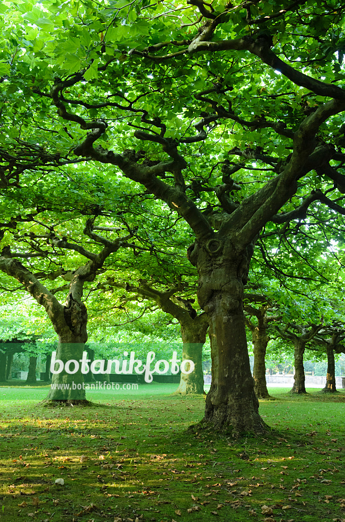534453 - Planes (Platanus)