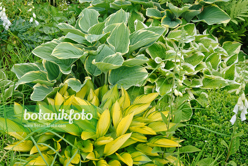 518028 - Plantain lilies (Hosta)