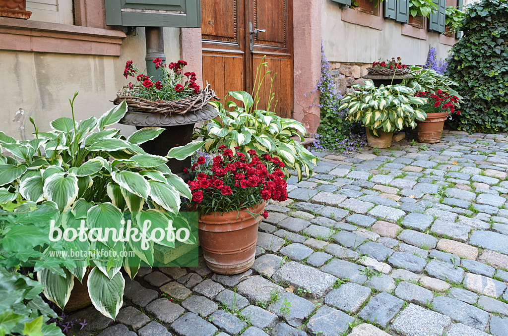 521162 - Plantain lilies (Hosta) and pinks (Dianthus) in flower tubs