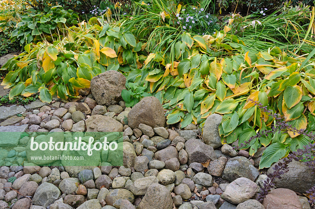 477020 - Plantain lilies (Hosta) in a rockery