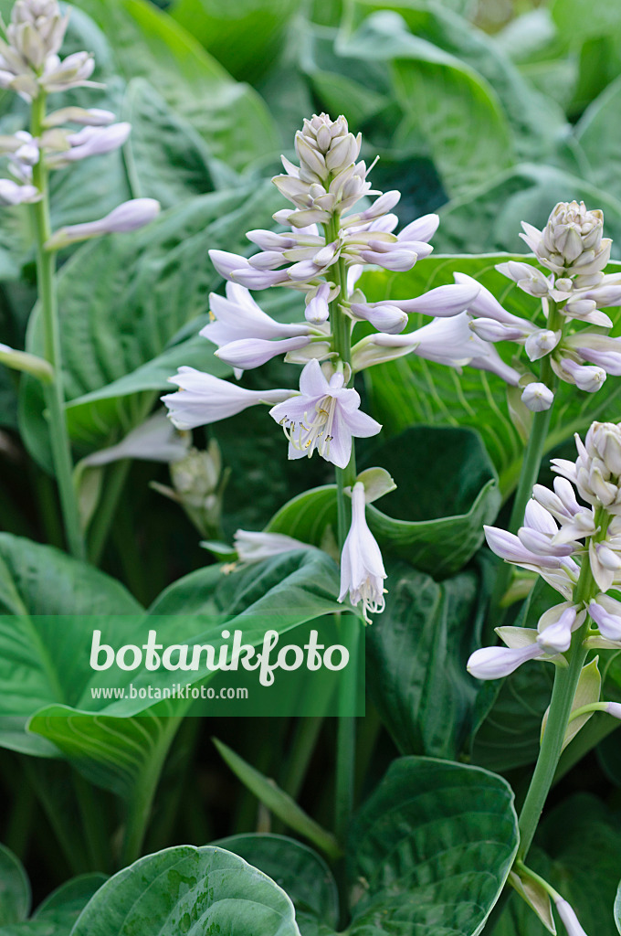 473015 - Plantain lily (Hosta)