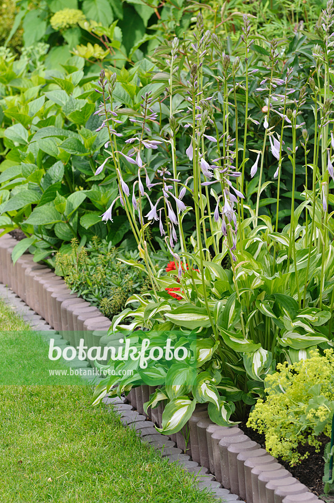 473193 - Plantain lily (Hosta)