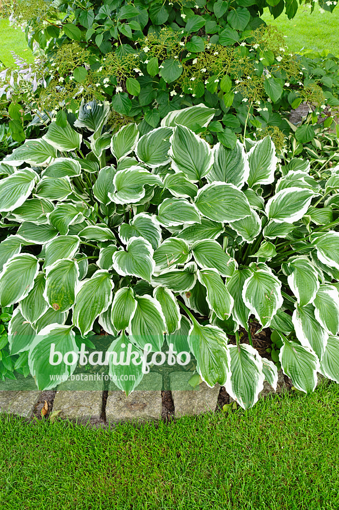 474143 - Plantain lily (Hosta)