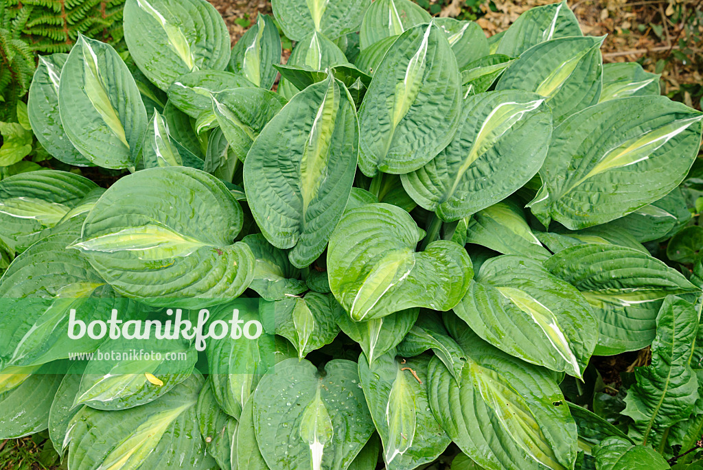 500217 - Plantain lily (Hosta)