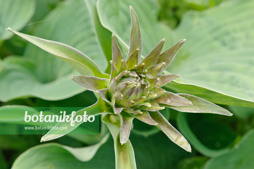 509144 - Plantain lily (Hosta)