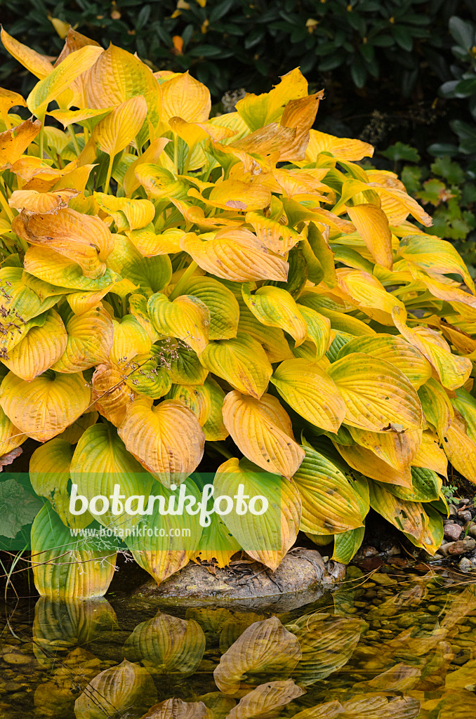 525119 - Plantain lily (Hosta)