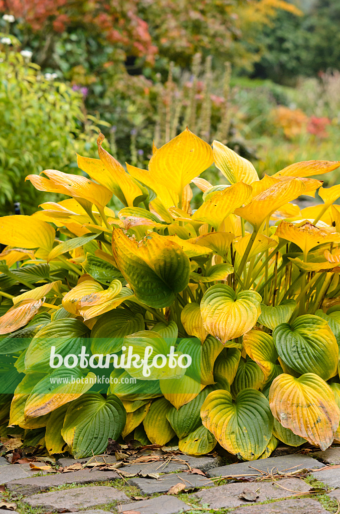 525120 - Plantain lily (Hosta)