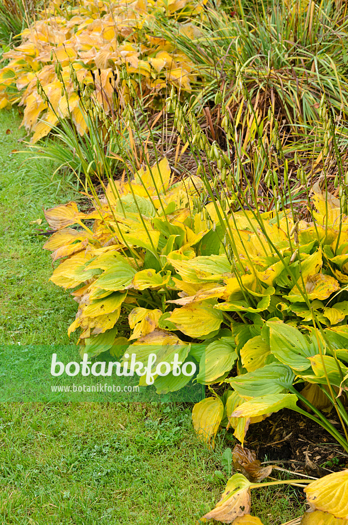 549074 - Plantain lily (Hosta)