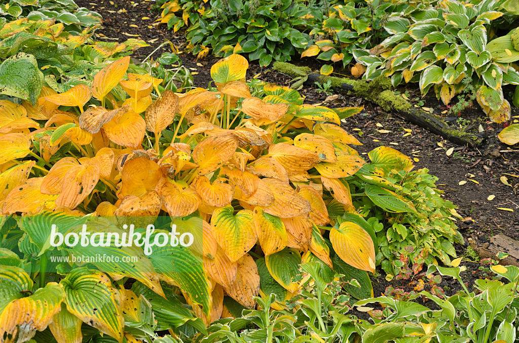 549097 - Plantain lily (Hosta)