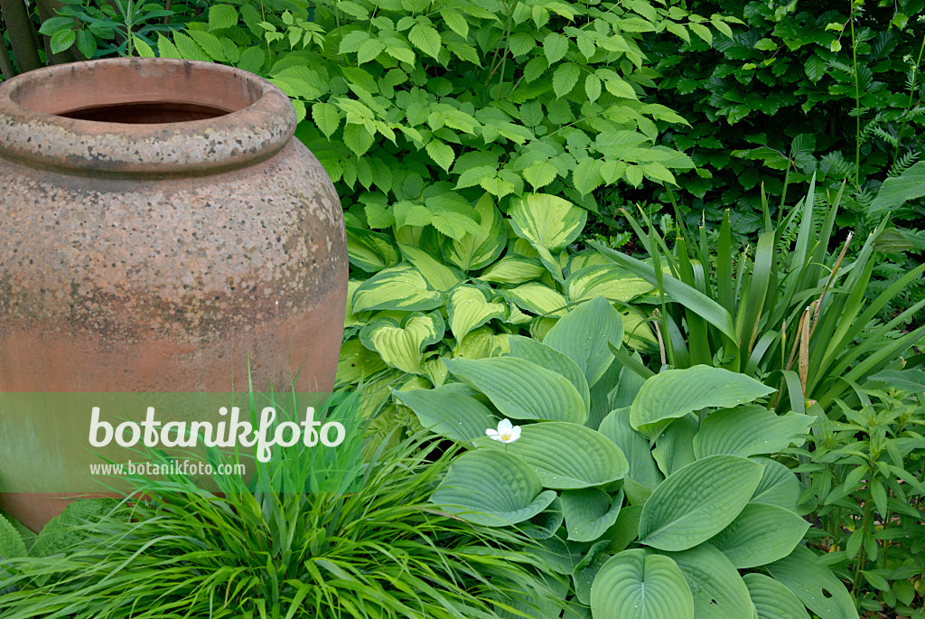 452119 - Plantain lily (Hosta) and Japanese forest grass (Hakonechloa macra) and terracotta vase