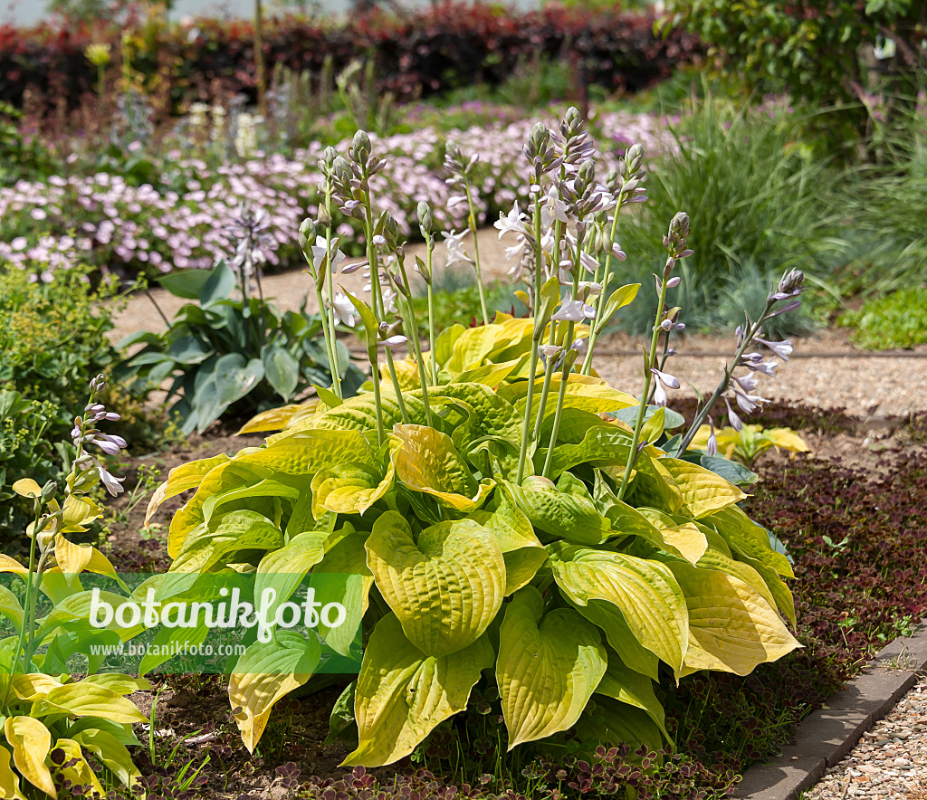 651322 - Plantain lily (Hosta August Moon)