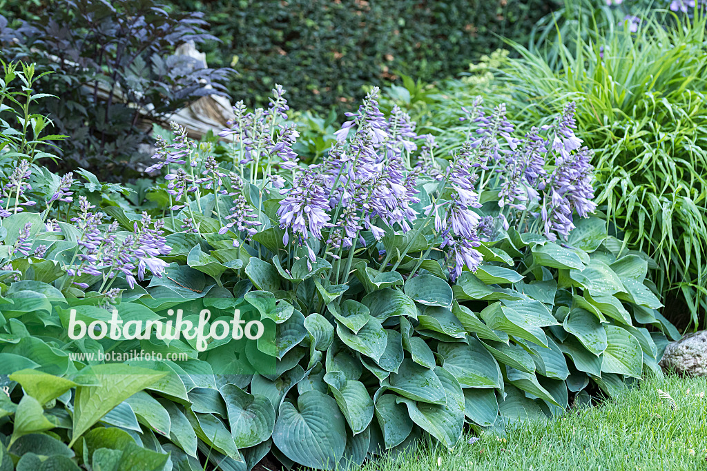651323 - Plantain lily (Hosta Blue Cadet)