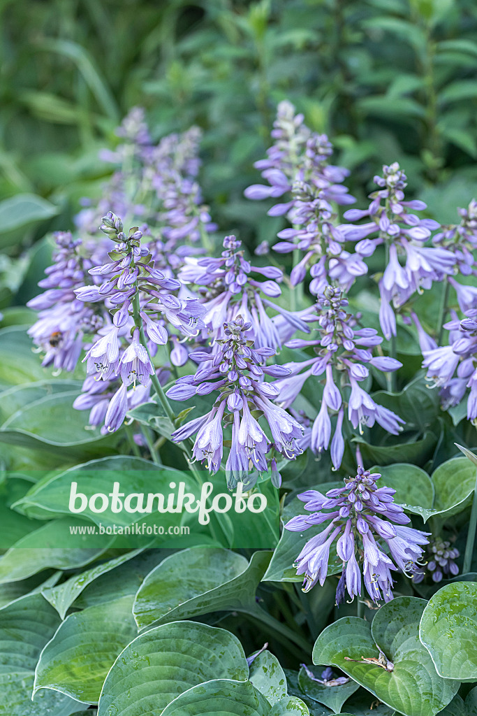 651324 - Plantain lily (Hosta Blue Cadet)