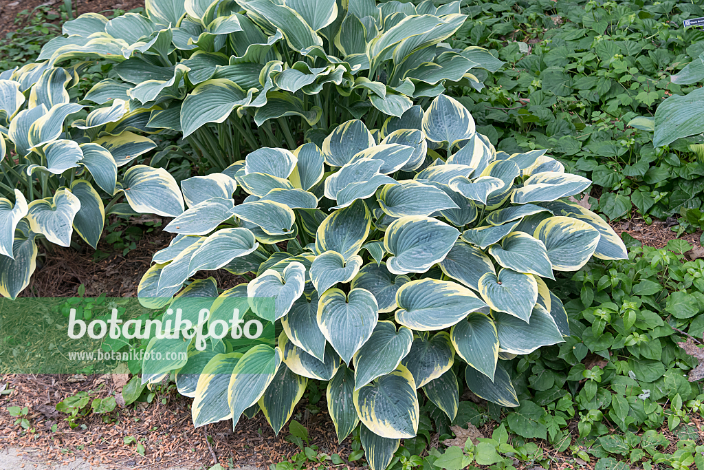 664187 - Plantain lily (Hosta First Frost)