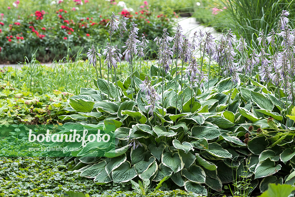 651325 - Plantain lily (Hosta fortunei 'Francee')