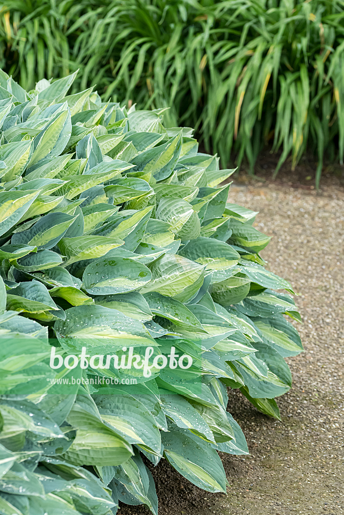 664189 - Plantain lily (Hosta Gipsy Rose)