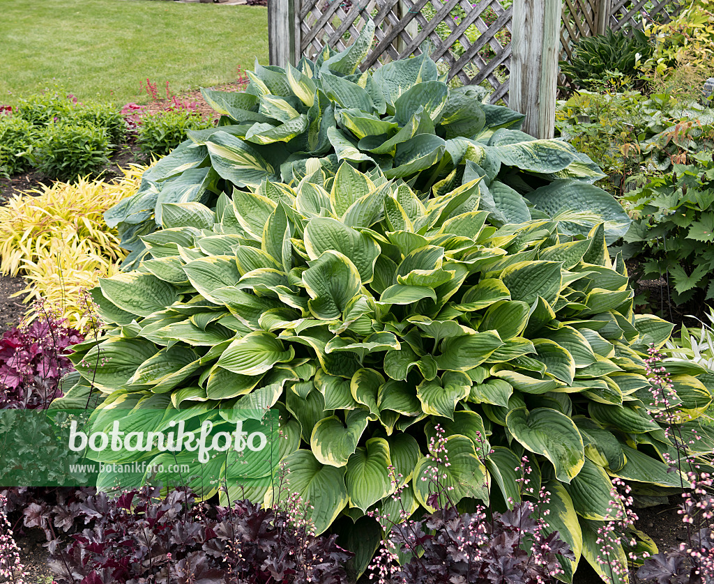 651326 - Plantain lily (Hosta montana 'Aureomarginata')