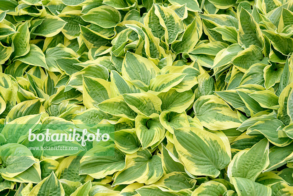 558116 - Plantain lily (Hosta Wide Brim)
