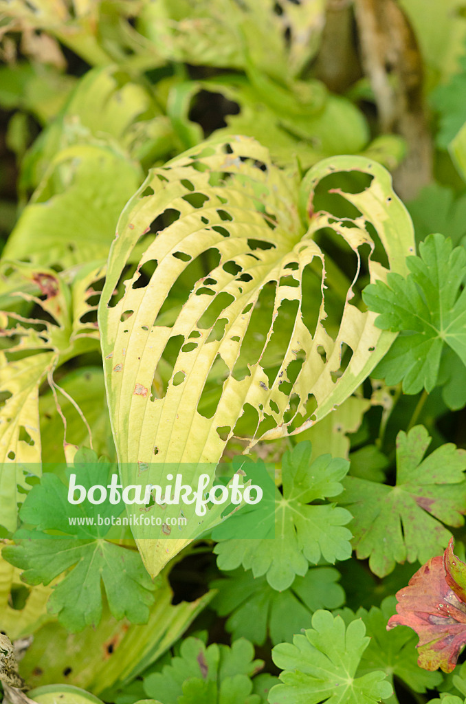 534503 - Plantain lily (Hosta) with feeding traces