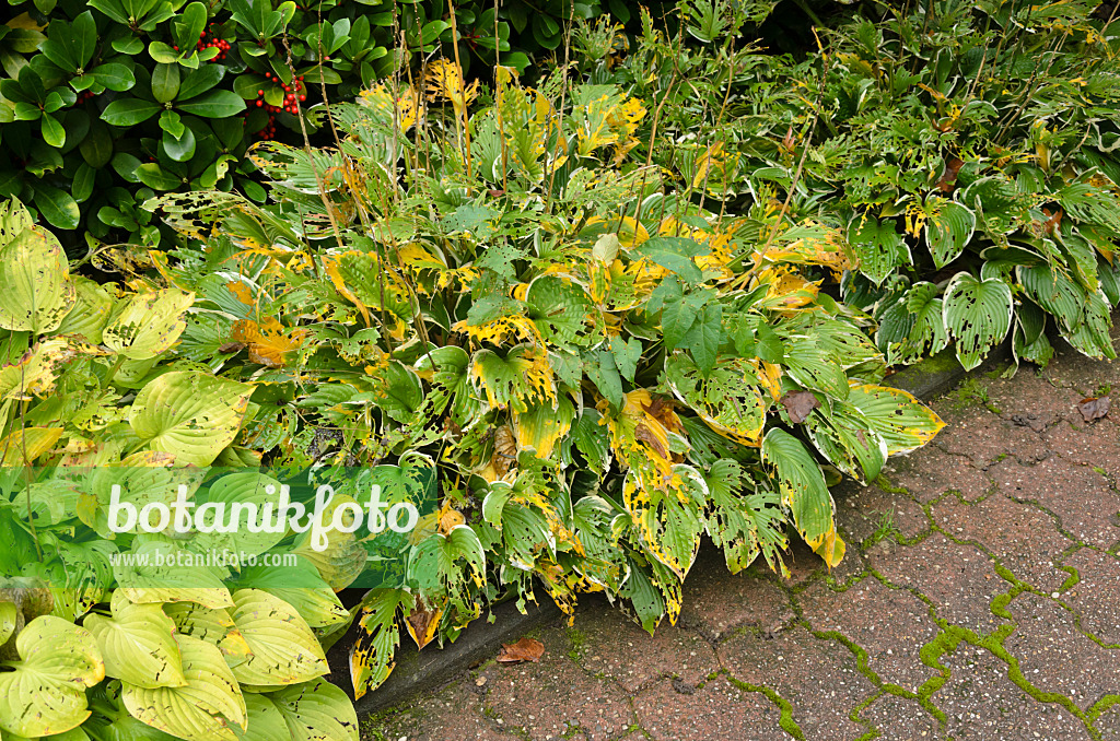 549085 - Plantain lily (Hosta) with feeding traces